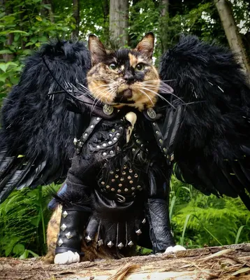Боевые коты - ЯПлакалъ