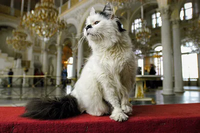 Как коты стали символом Петербурга и Эрмитажа - Russia Beyond по-русски