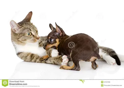Бои кота с собакой стоковое фото. изображение насчитывающей ñ€ð°ðºð° -  40167506