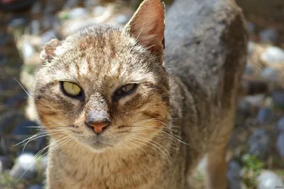 Левый глаз, правое ухо. Боевой кот с Острова Родос. Греция | Пикабу