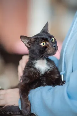 Гудини 3 года, котик чёрный кот. Котик с зоны боевых действия: Бесплатно -  Бесплатно (животные и вязка) Киев на Olx