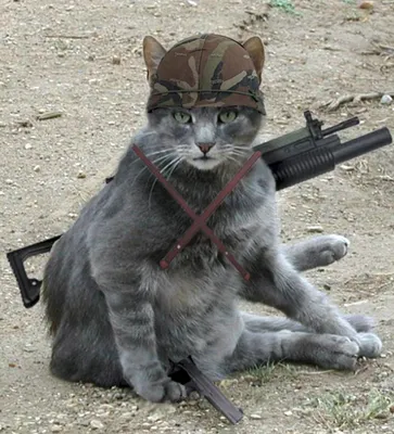 Опасный кот (40 лучших фото)