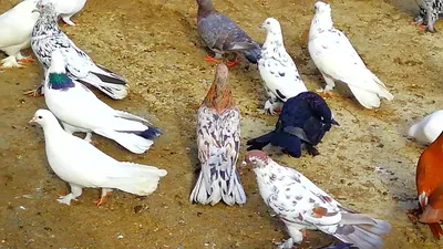 ДРЕВНИЕ БОЙНЫЕ ГОЛУБИ- visiting a pigeon breeder, - YouTube