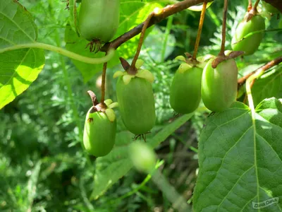 Актинидия Аргута Эстафета (Actinidia arguta Estafeta) - описание сорта,  фото, саженцы, посадка, особенности ухода. Дачная энциклопедия.