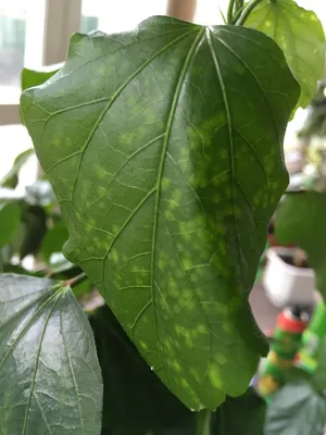 Пятна на листьях гибискуса — Форум — Ботаничка