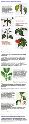 Болезни и вредители гибискуса | Гибискус растение, Растения, Гибискус