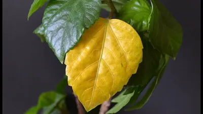 Почему у Гибискуса желтеют и сохнут листья: причины и как спасти прекрасный  Цветок | ЦВЕТЫ НА ОКНЕ | Дзен