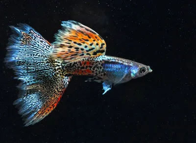Аквариумная рыбка Гуппи : совместимость, кормление, содержание | Мир  домашних животных