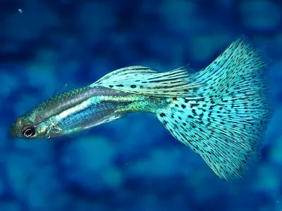 Гуппи зеленый неон: отличительные черты и условия разведения рыбок