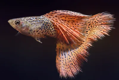 Рыбка гуппи: содержание, как разводить, чем кормить, отличия
