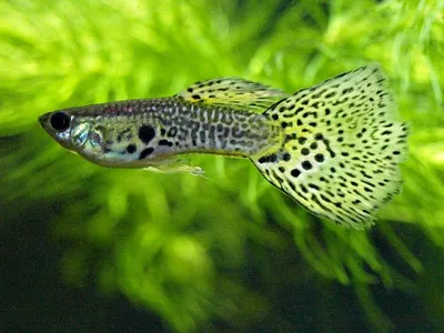 Гуппи - миролюбивая рыбка: описание, внешний вид и фото вида | ZOODOM