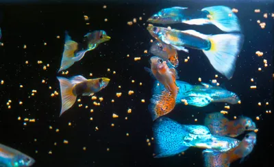 Рыбки Гуппи - содержание в аквариуме, уход, кормление, особенности