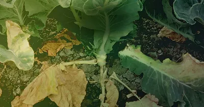 Почему вянет рассада капусты: 7 причин и главные действия
