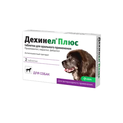 Дисплазия суставов у собак: слабое место крупных пород - Sobaky.Info