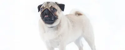 Пироплазмоз у собак: симптомы и лечение - Питомцы Mail.ru