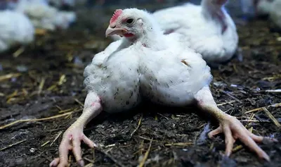 Почему цыплята падают на ноги - avamarket.com.ua