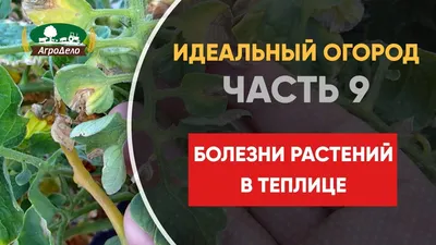 Главные группы болезней растений | Дела огородные | Дзен