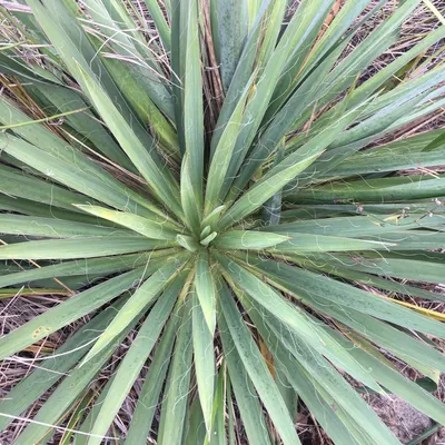 Юкка нитчатая (Yucca filamentosa) - PictureThis