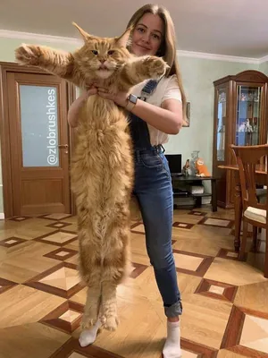 Большой кот мейн кун фото
