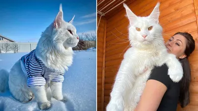 Лотос - огромный кот из Швеции | Пикабу