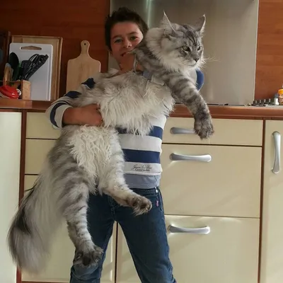 Мейн кун вес и размер самой большой породы кошек