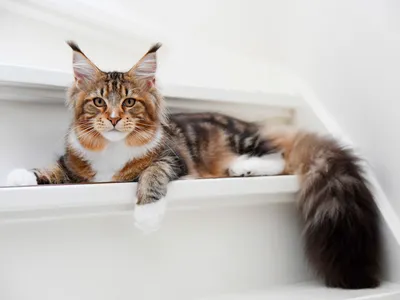 Размеры взрослого кота Мейн-Кун. Вес фото котов породы Мейн-Кун