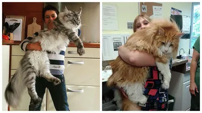 Как выглядит самый большой кот в мире, фото