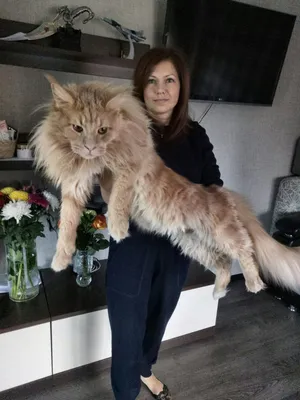 Самый большой кот Мейн кун - 61 фото: смотреть онлайн