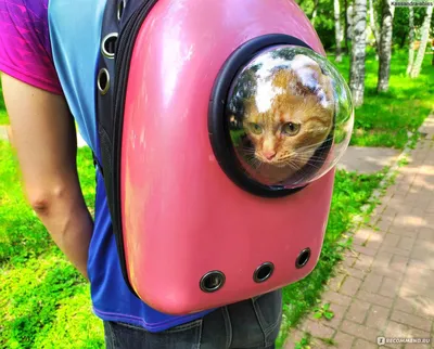 Рюкзак-переноска с иллюминатором Буся для котов и собак мелких пород -  «Кот-космонавт. Внимание прохожих вам обеспечено. Но так ли удобен рюкзак?  Кому подойдёт, а кому лучше выбрать стандартную сумку-переноску. » | отзывы