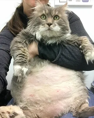 Очень толстый кот Уилфорд — почти 13 кило милоты в поисках нового дома »  BigPicture.ru