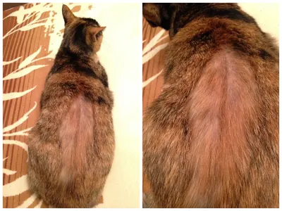 Болячки у кошки на спине фото