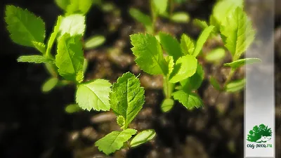 Выращивание боярышников из семян | Возрождение лесов \u0026 биоразнообразие
