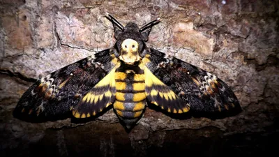 Бражник мертвая голова: фото бабочки и гусеницы, рисунок, описание