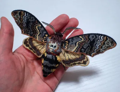Мертвая голова бабочка - 54 фото: смотреть онлайн