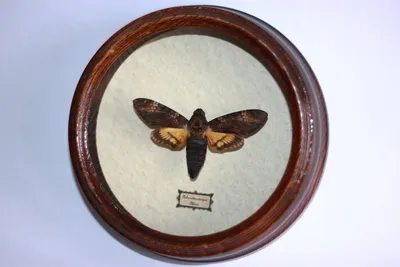 Бабочка - Мертвая голова (Acherontia atropos). Африка. d - 170 мм - Ферма  насекомых BugDesign. Работаем с 2004 года! :)