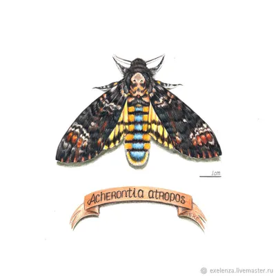 Бабочка бражник мертвая голова – купить на Ярмарке Мастеров – MZI22BY |  Картины, Москва