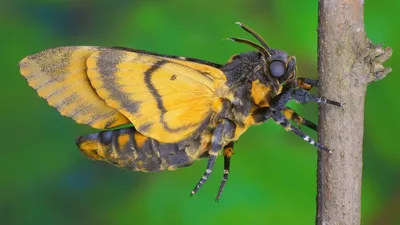 Бабочка мертвая голова из семейства бражников, фото с черепом на спине