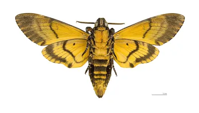 Category:Acherontia atropos - Wikimedia Commons