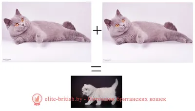 Лиловый окрас британских кошек. Лиловый британец: фото, стандарт окраса.  Фото лиловых британских котят, котов, кошек. Британский лиловый котенок,  кот, кошка.