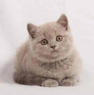 Расцветка британских кошек - картинки и фото koshka.top