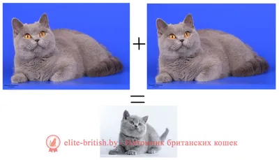 Голубой окрас британских кошек. Британец голубой: фото, стандарты окраса.  Британская голубая кошка. Голубой окрас британцев. Голубые британские  котята фото.