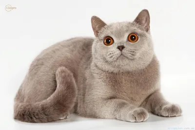Британская лиловая кошка - картинки и фото koshka.top