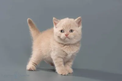 Британский кот персиковый окрас на вязку: 1 600 грн. - Кошки Львов на Olx