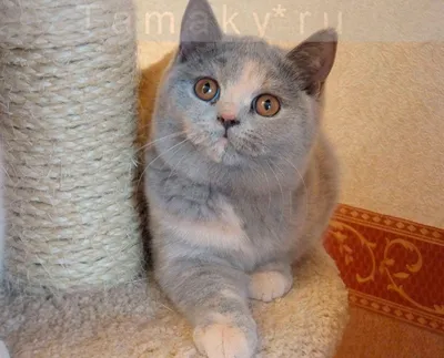 британский лиловый кот из питомника TAMAKY*RU в г.Москва