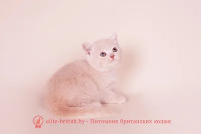Кремовый окрас британских кошек: фото, стандарт окраса. Кремовые (бежевые,  персиковые) британцы. Фото британских кремовых котят, котов, кошек.