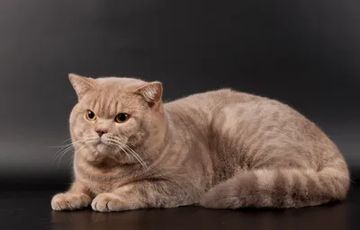 Британская лиловая кошка - 65 фото