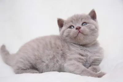 Котенок мальчик британский короткошерстный (британец) лиловый Oshi-Kay. -  Фото кошек №10413 - SunRay