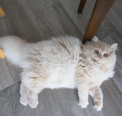 Британская длинношерстная кошка фото