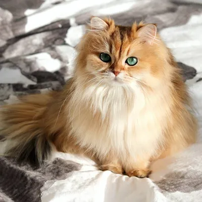 Длинношерстная золотистая кошка - картинки и фото koshka.top