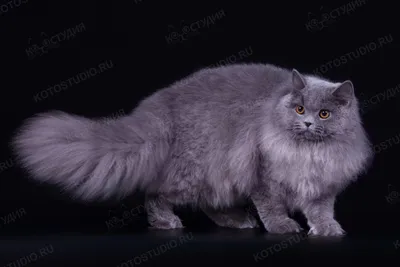Британские длинношерстные кошки - Котостудия - Котостудия